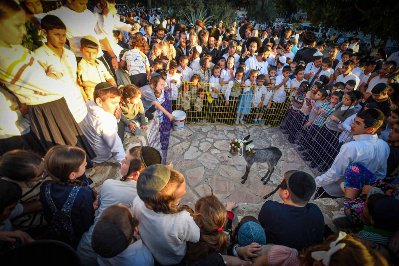 פדיון פטר חמור בעמנואל