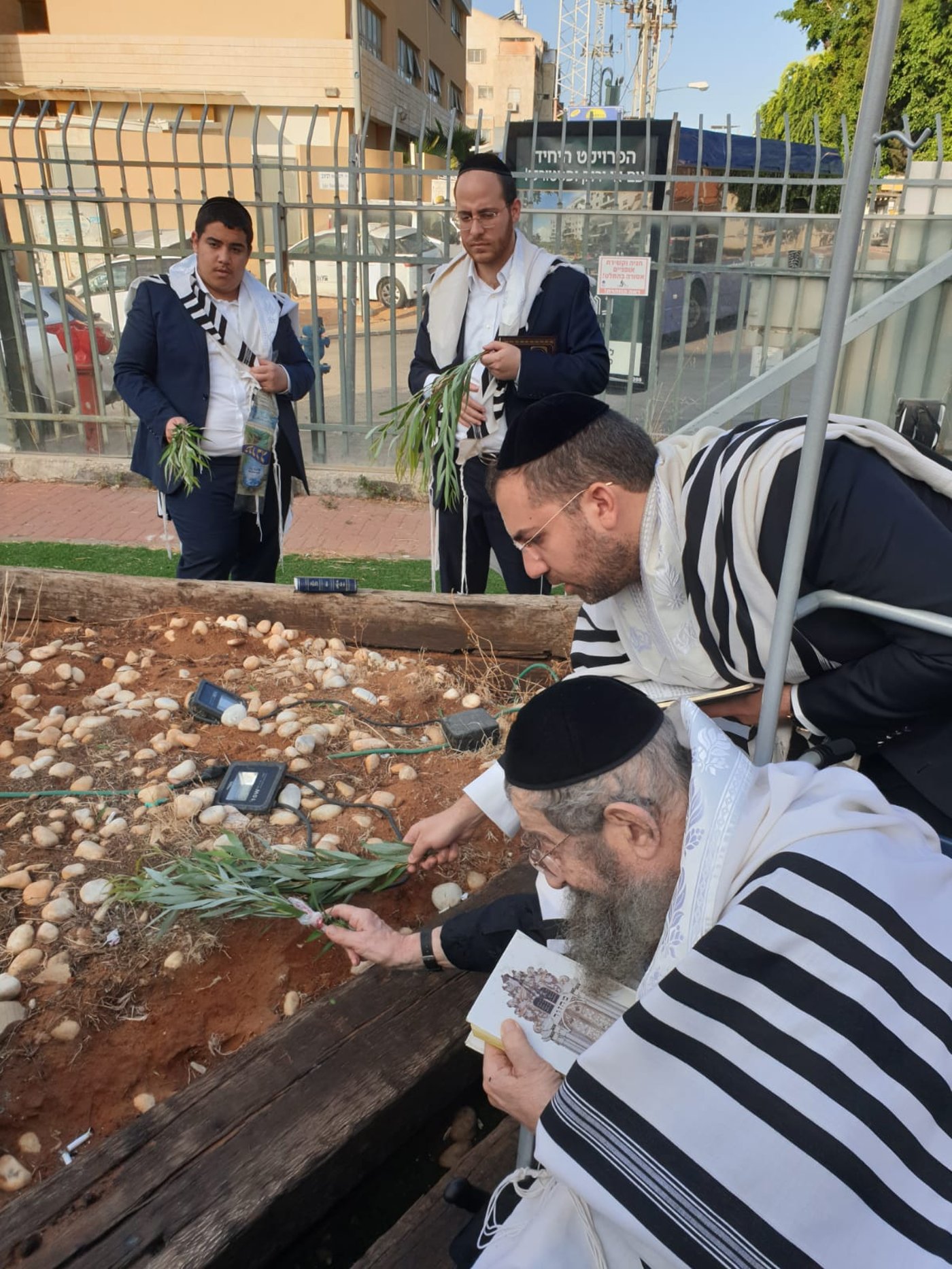 הגאון רבי מסעוד בן שמעון בחביטת הערבות בחצר בית החולים