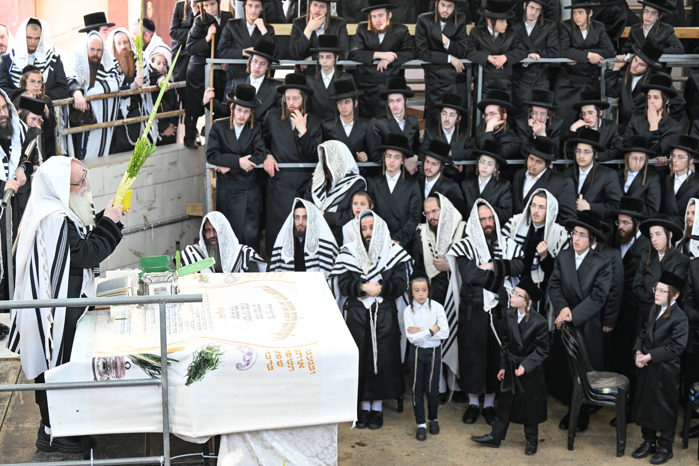 סוכות בחצה"ק צאנז