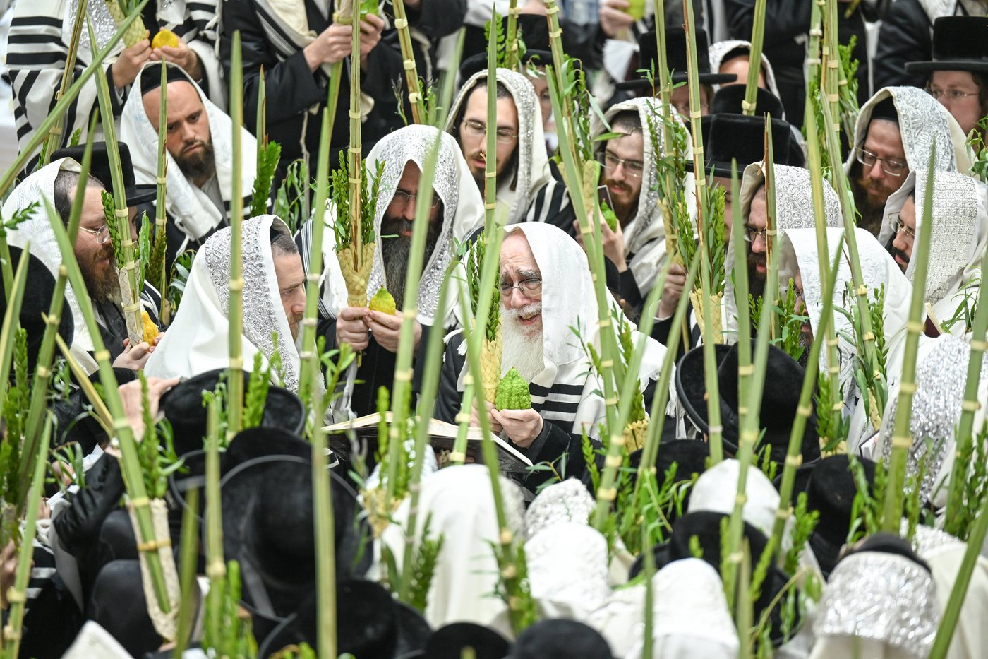 סוכות בחצה"ק צאנז
