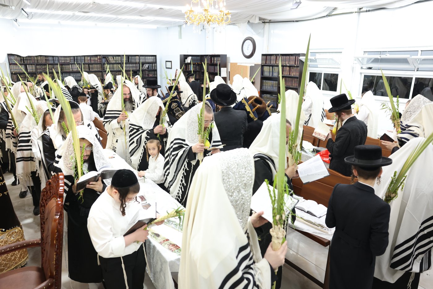 סוכות בחצר ספינקא בית שמש