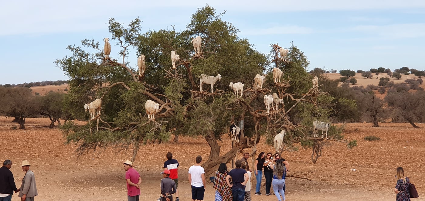עיזים אוכלות את פירות עץ הארגן ומסייעות להפצתו במרוקו