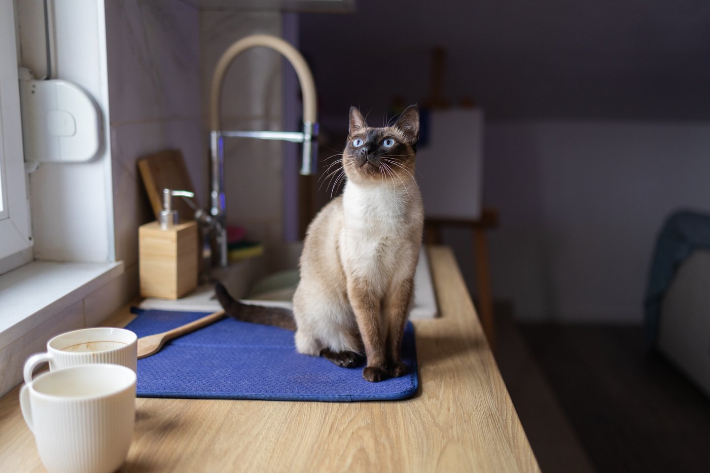 אילוסטרציה 