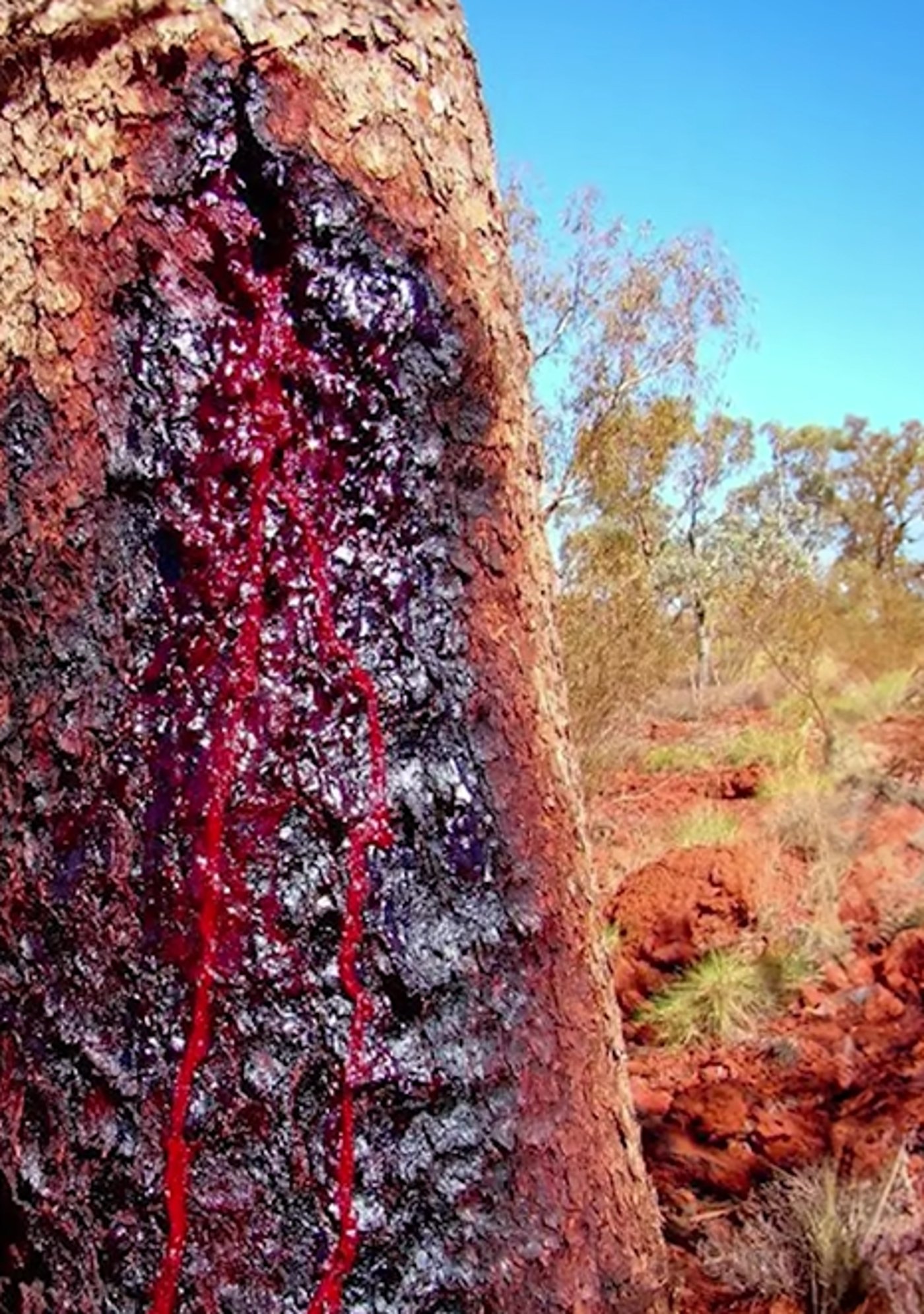 השרף האדום שיוצא מהעץ