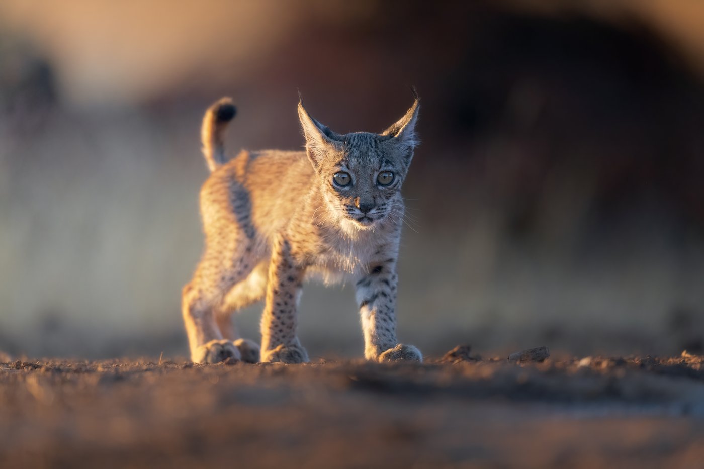 גור של שונר איברי בטבע