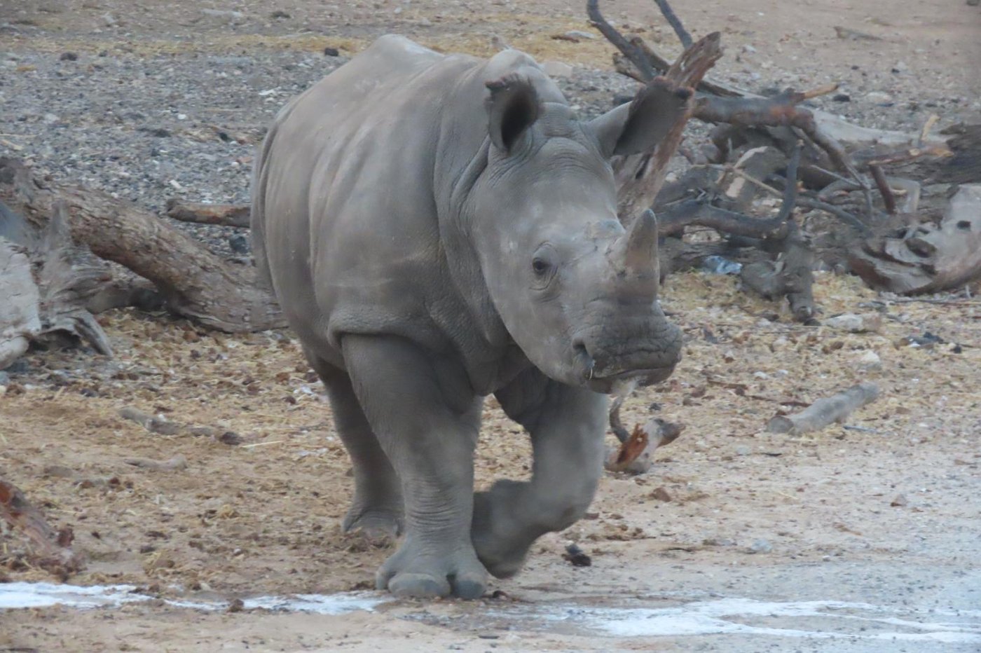הקרנף רעי בספארי