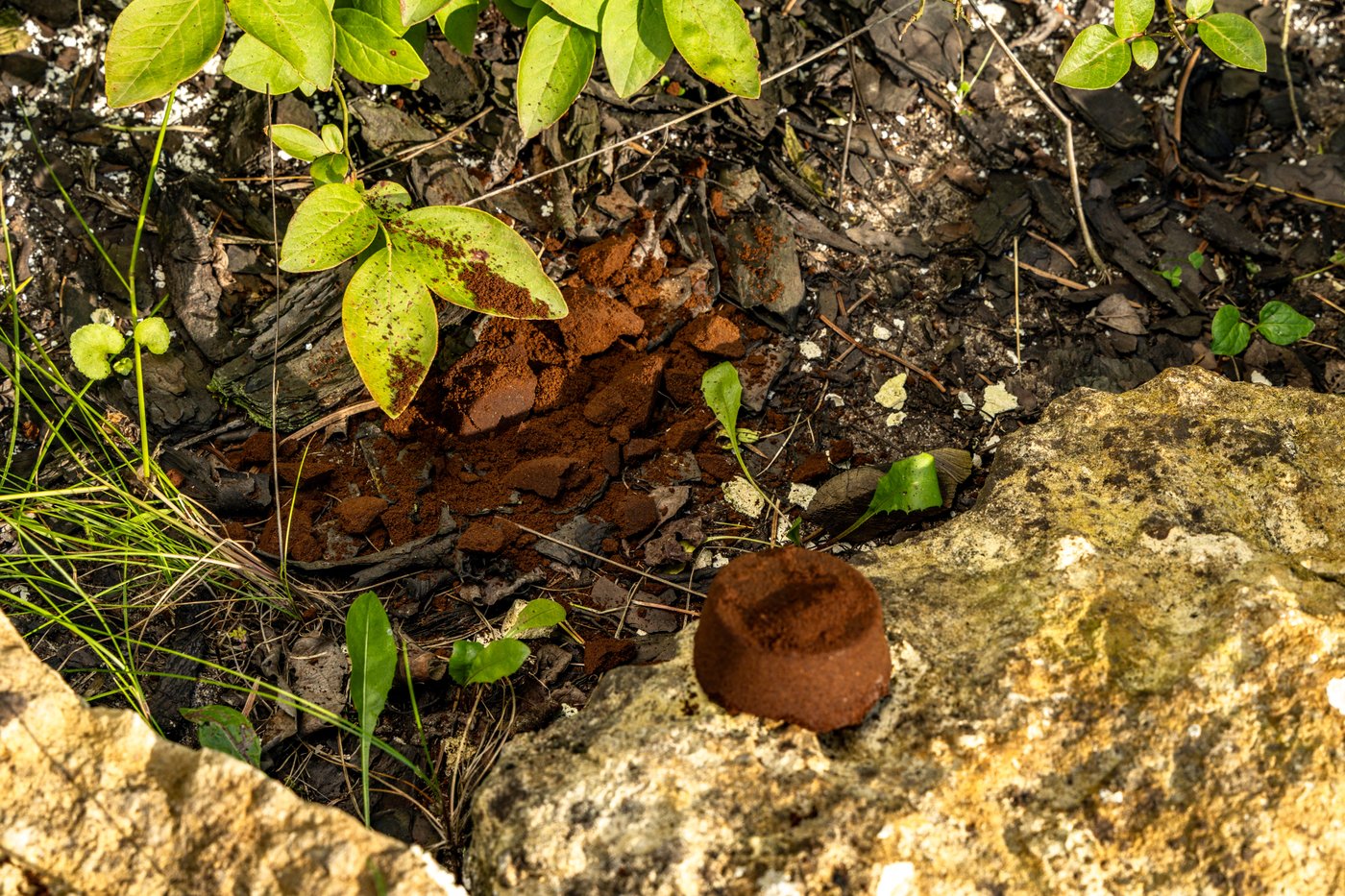 שאריות קפה משולבות בגינה