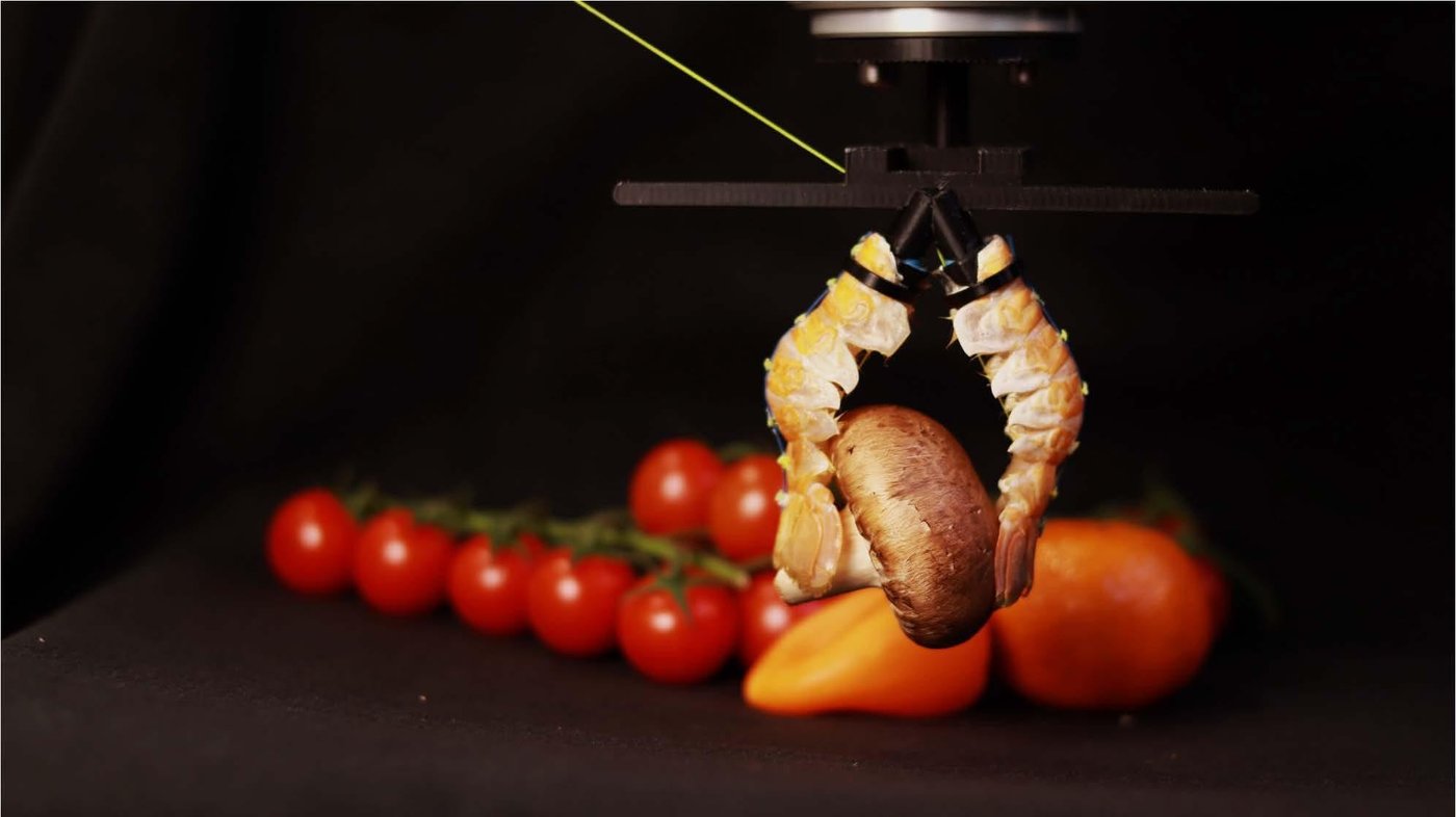 הזרוע הרובוטית