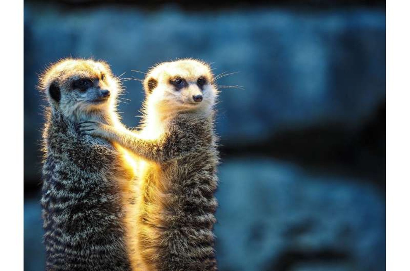 זוגיות אצל בעלי חיים הוא דבר משתנה