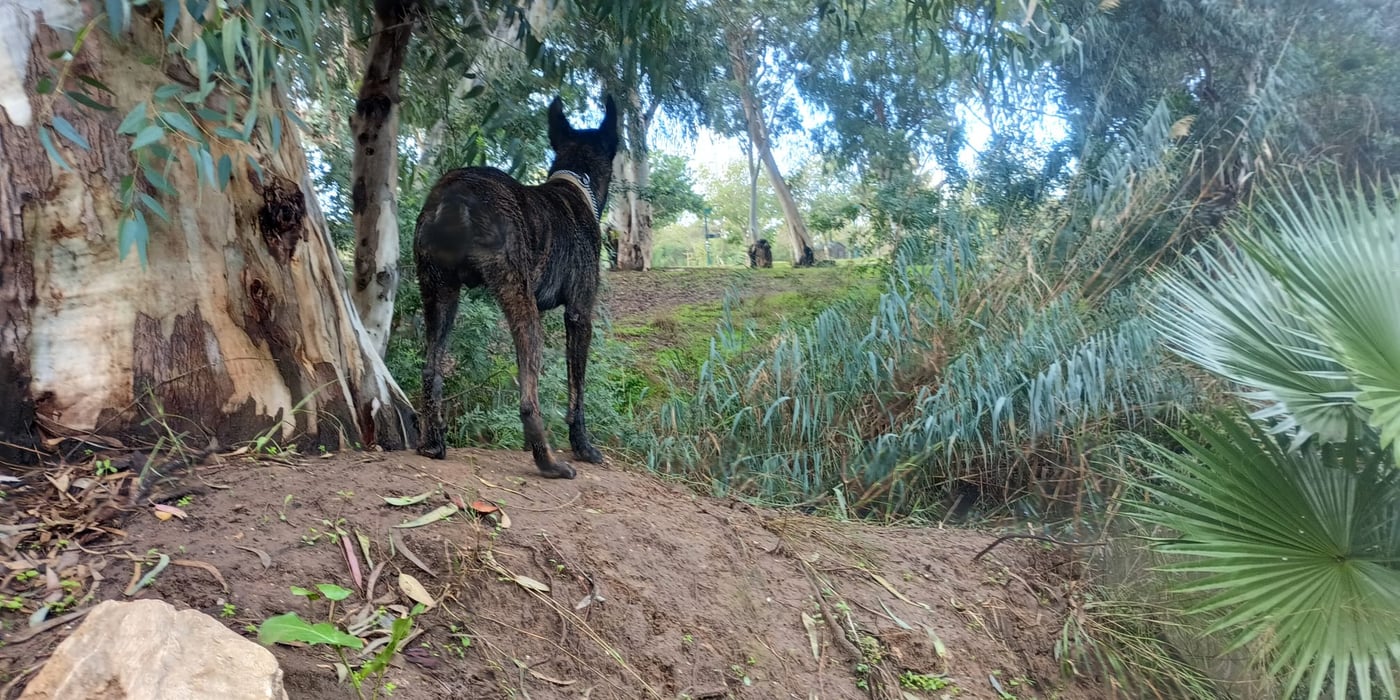 החיפושים ביום שישי