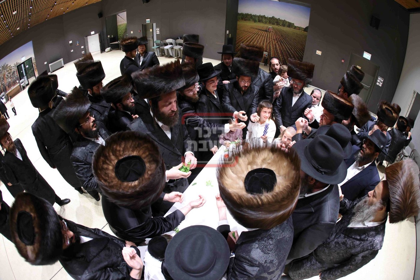 ה'גזלנים הקדושים' של ברסלב ערכו שבת מפוארת סמוך לאשקלון | תיעוד