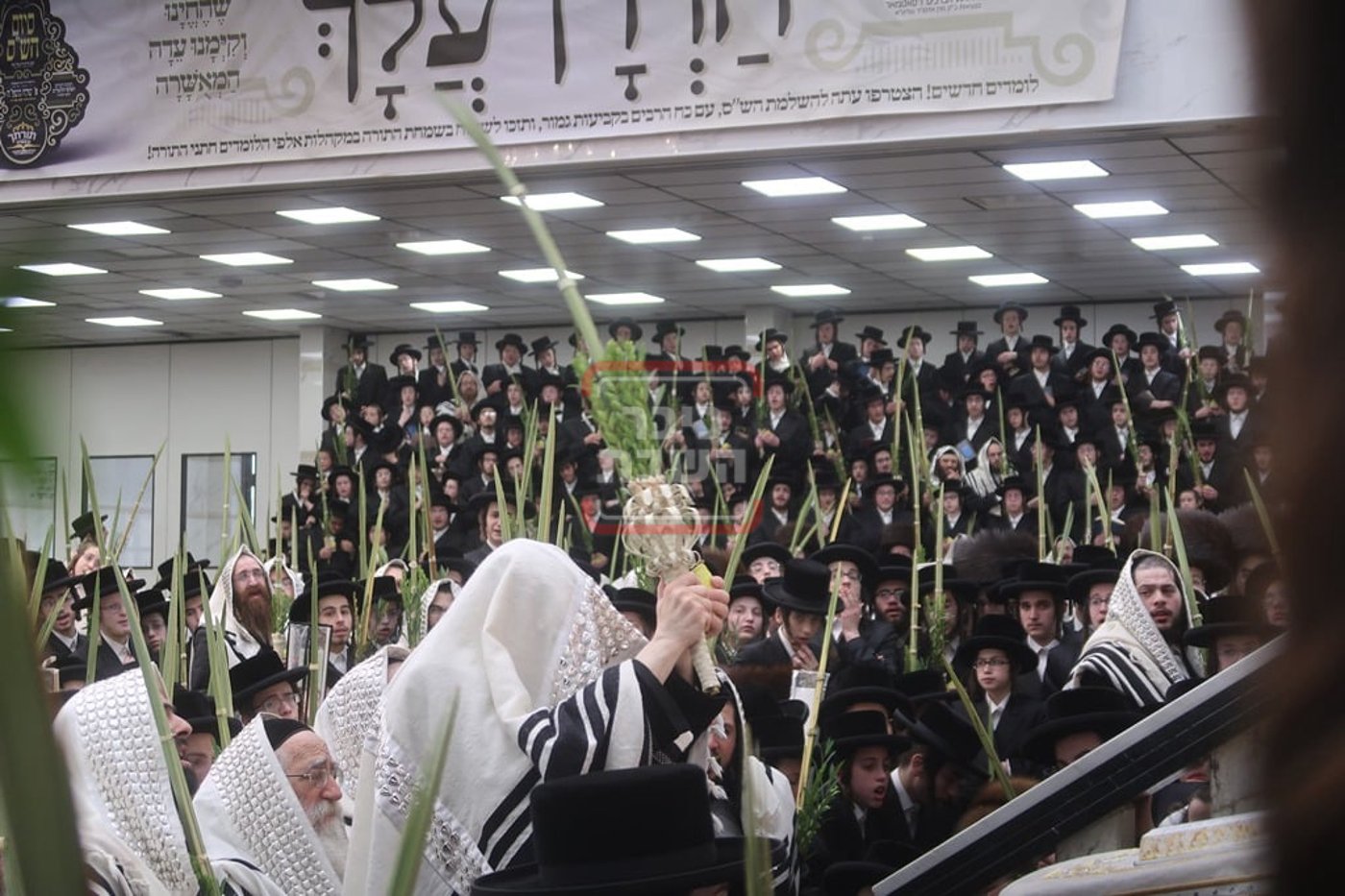 האדמו"ר מסאטמר בתפילת שחרית ונענועים בימי חוה"מ