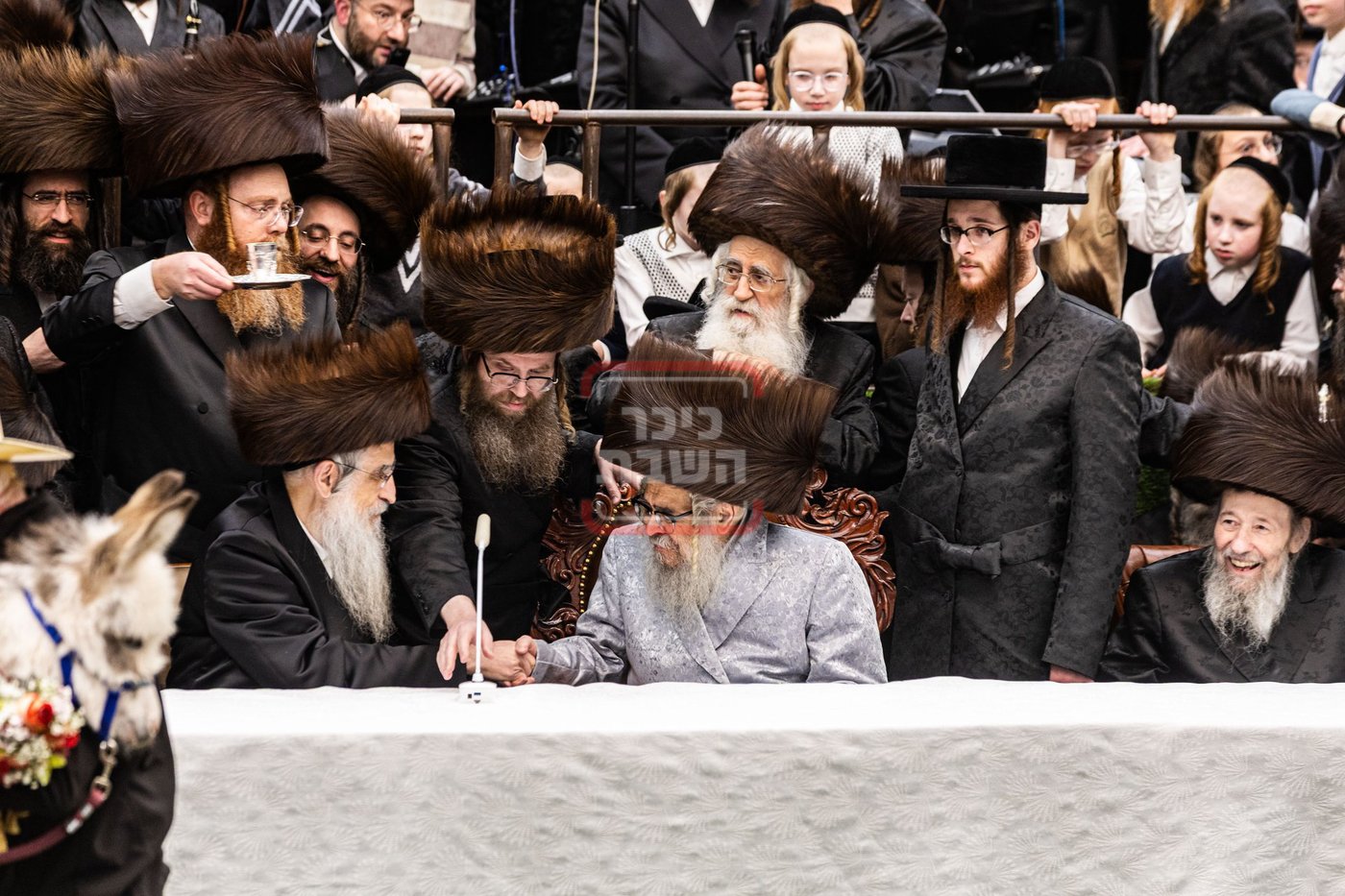 מעמד פדיון פטר חמור בסאטמר בהשתתפות האדמו"ר מסערדאהעלי