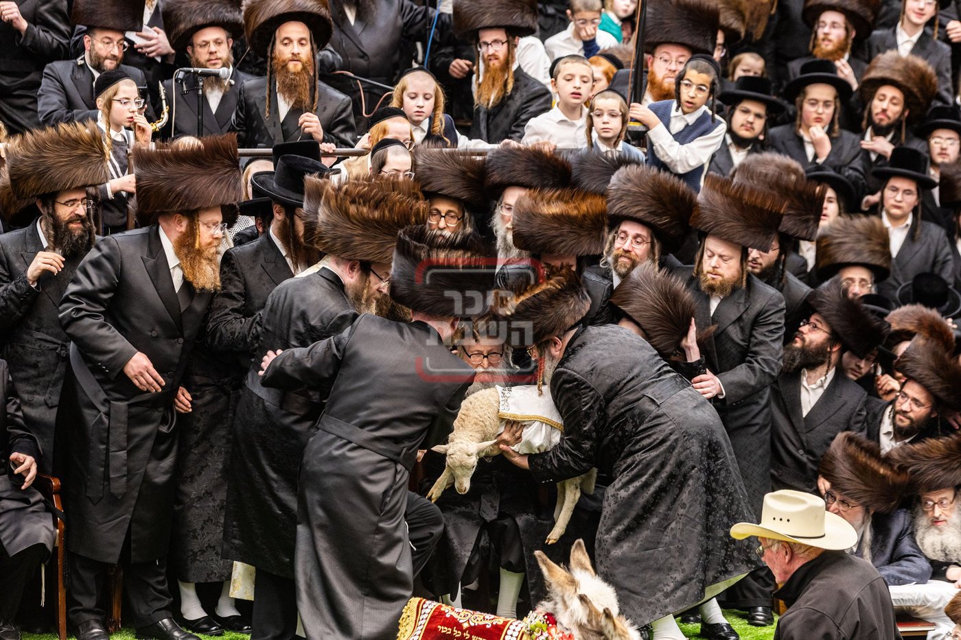 מעמד פדיון פטר חמור בסאטמר בהשתתפות האדמו"ר מסערדאהעלי