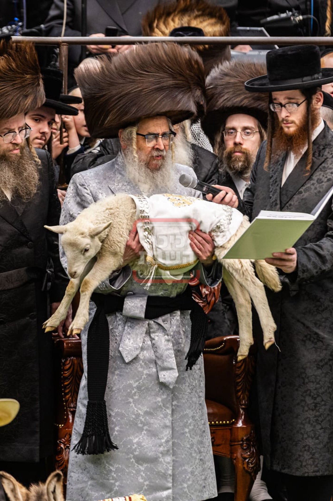 מעמד פדיון פטר חמור בסאטמר בהשתתפות האדמו"ר מסערדאהעלי