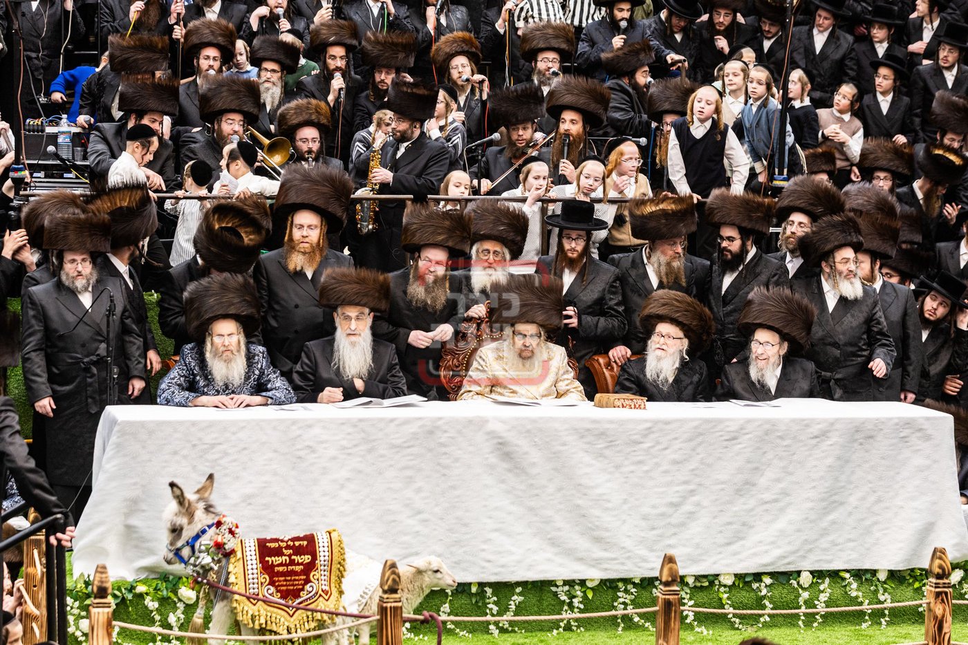 מעמד פדיון פטר חמור בסאטמר בהשתתפות האדמו"ר מסערדאהעלי