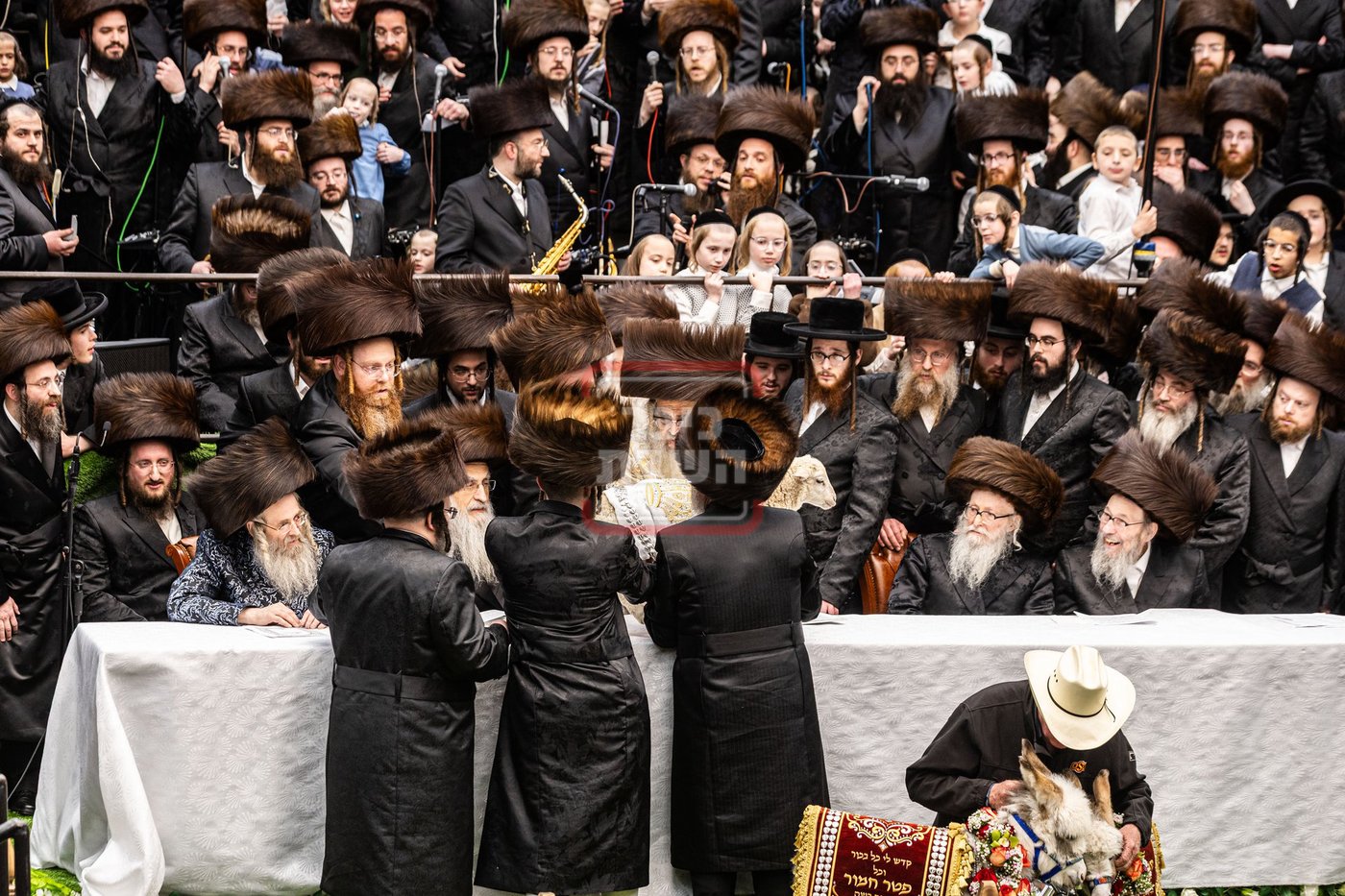 מעמד פדיון פטר חמור בסאטמר בהשתתפות האדמו"ר מסערדאהעלי