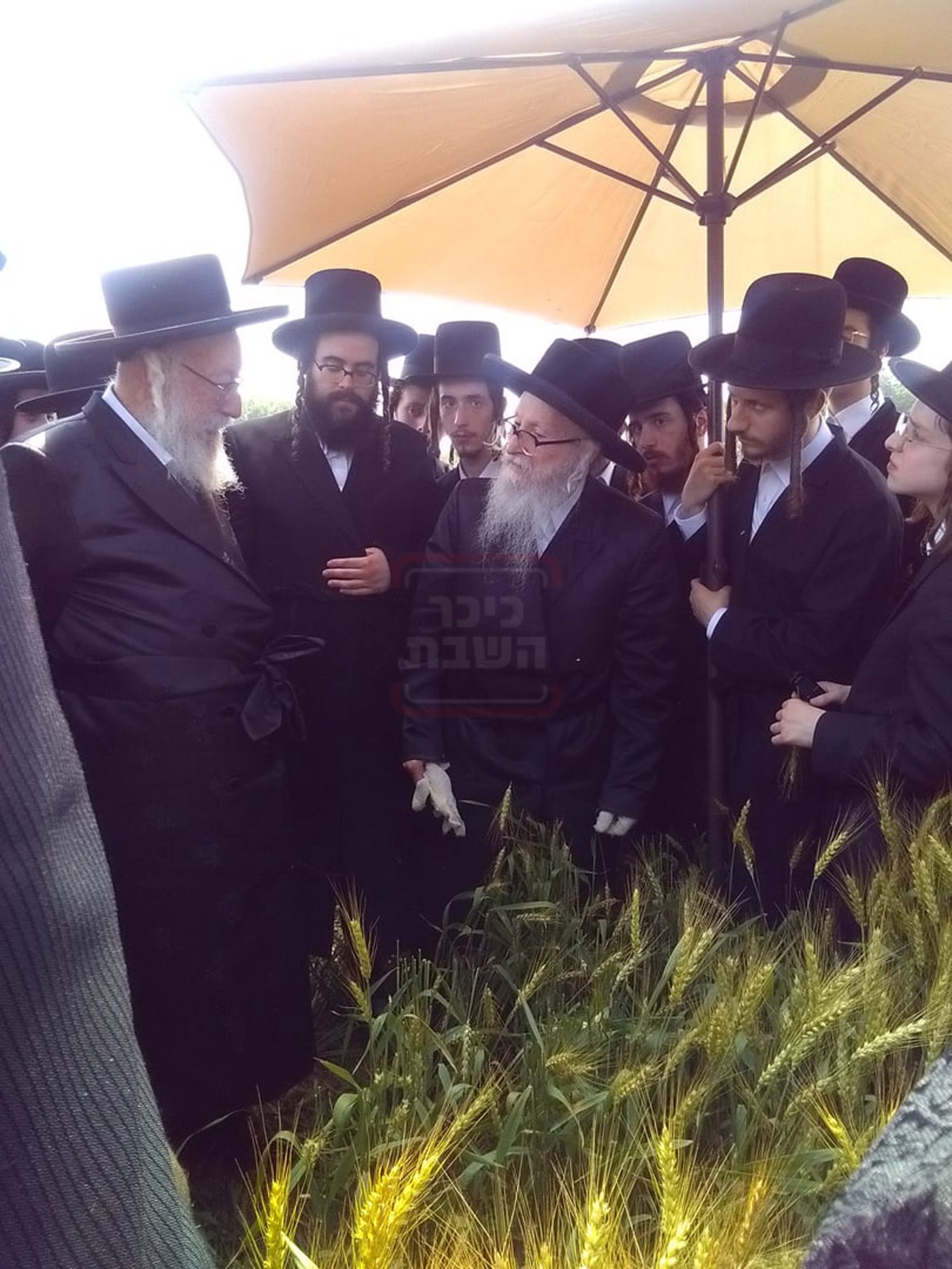 האדמו"ר מסערדאהעלי בקצירת חיטים 