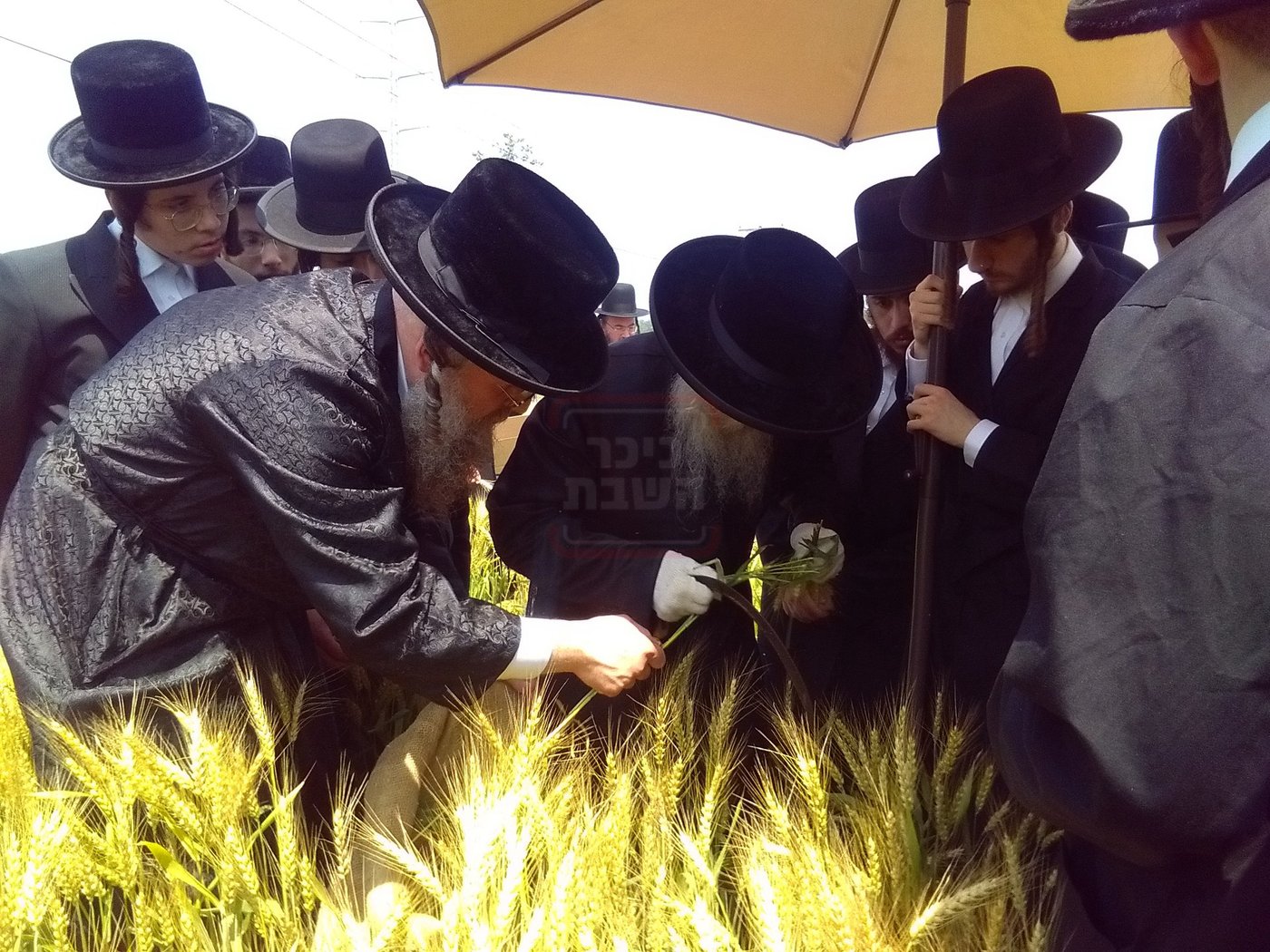 האדמו"ר מסערדאהעלי בקצירת חיטים 