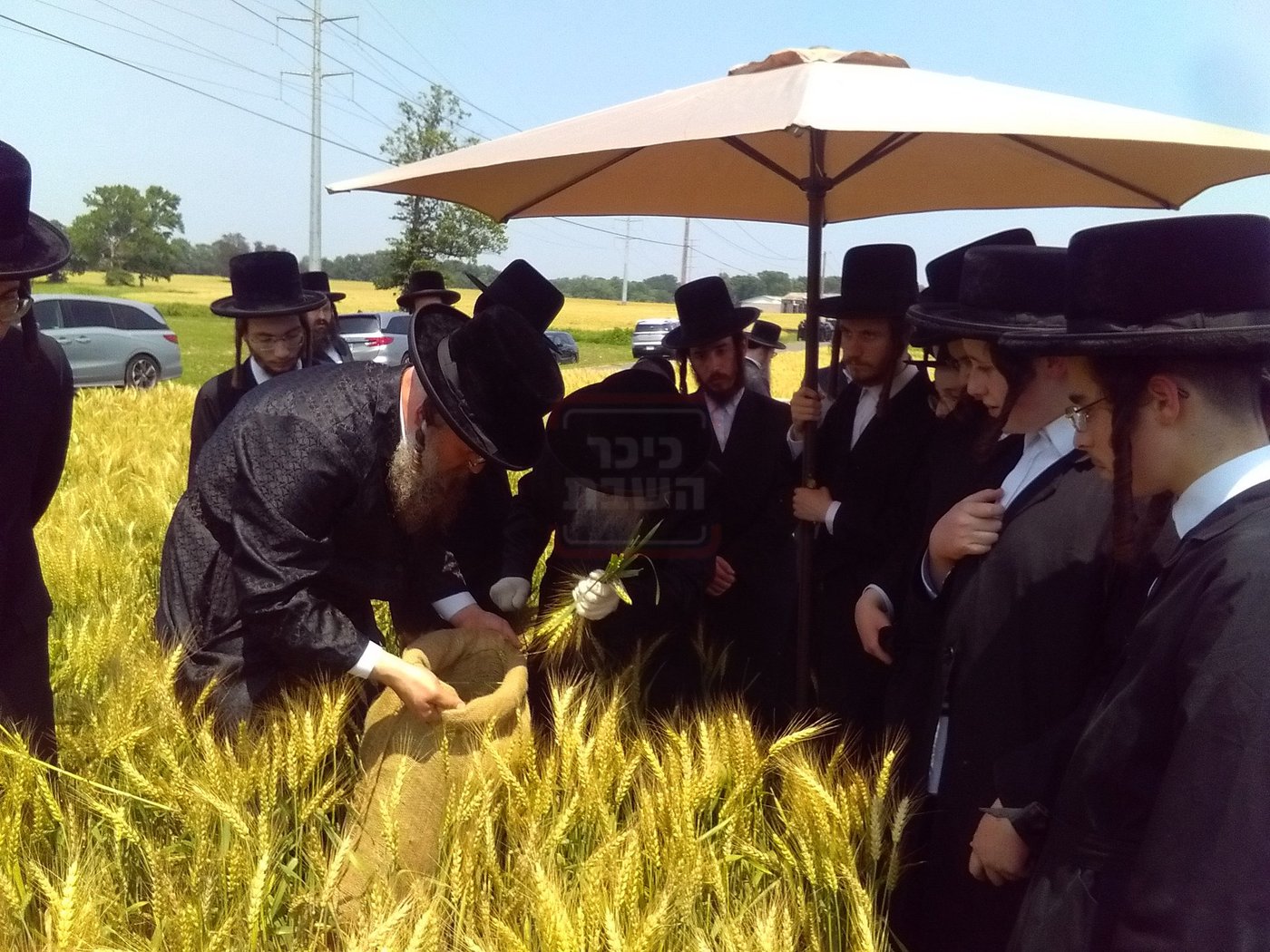 האדמו"ר מסערדאהעלי בקצירת חיטים 