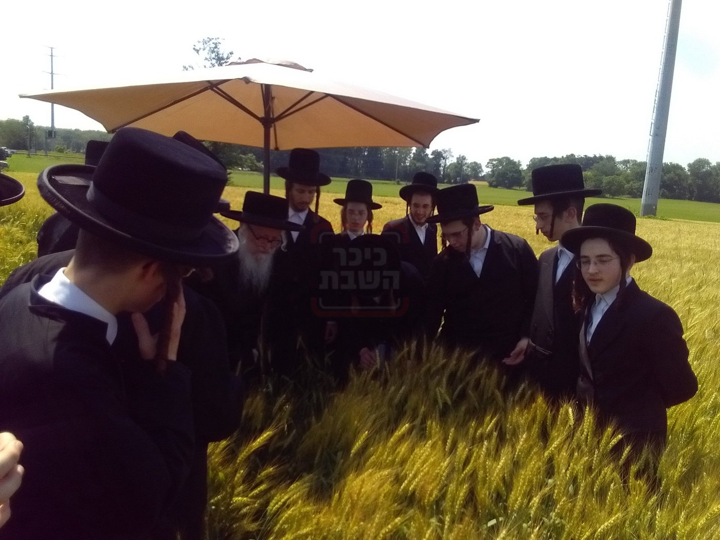האדמו"ר מסערדאהעלי בקצירת חיטים 