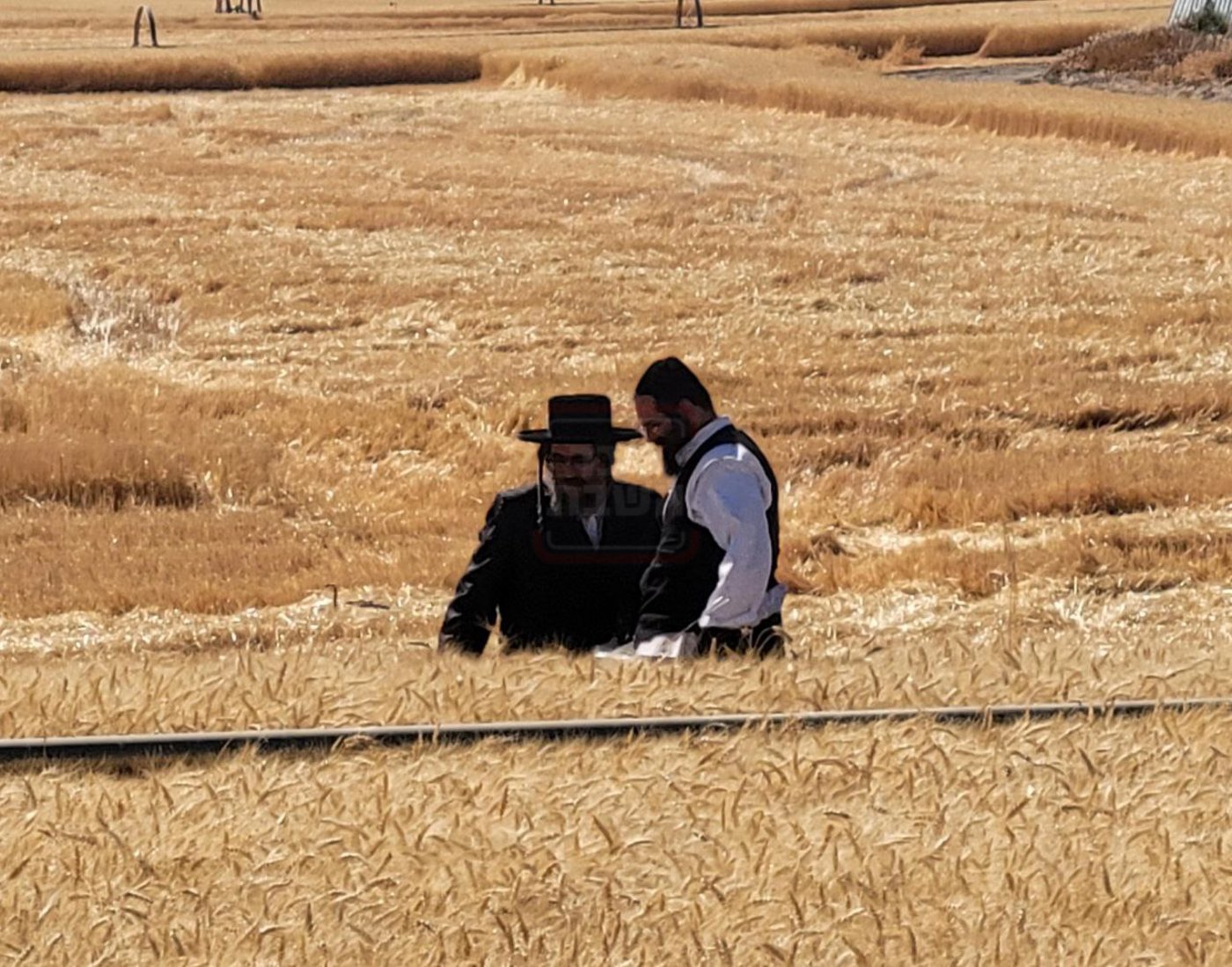הגה"צ רבי מנחם מנדל טייטלבוים בקצירת חיטים