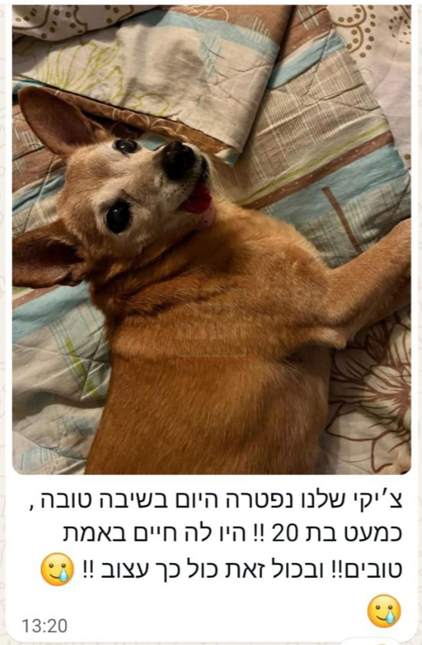 ה"חמור" שזכה ל"ימים" | 'זופניק בכיכר' עם כל התמונות, הנייעס והחשיפות של השבוע