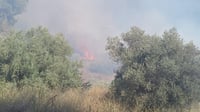 השריפה סמוך לשורש