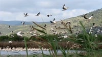 תיעוד מרהיב: אלפי ציפורים נודדות בשמי ישראל | צפו