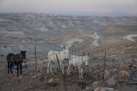 התחזית: עומסי חום כבדים עד קיצוניים | מחר: ירידה בטמפרטורות 