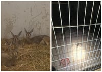 הלוחמים נדהמו מה'מציאה' בכפר: שלושה עופרים קטנטנים של צבי ארץ ישראלי