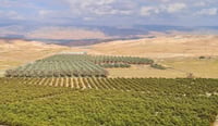   הצימר שוכן למרגלות מטעי תמרים ונוף מדברי, שקט ושלוות נפש במנות גדושות.