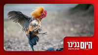 תקיפת ילדות בירושלים | החצבת מכה שוב | קרבות תרנגולים  • צפו
