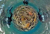 צוללנים בשונית הענק