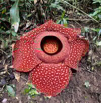 רפלסיה בוגרת - אחד מהצמחים הגדולים והמופלאים בעולם