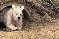 תרדמת חורף אצל דובים: למה הם נרדמים ומי מעיר אותם? | צפו