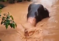 הפיל נאבק על חייו