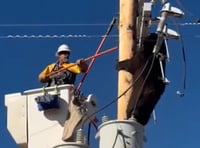 חילוץ הדוב שנתקע על עמוד חשמל