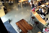 כלב הים משוטט בתוך הבר