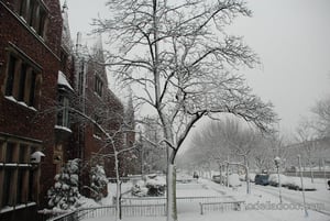 צפו בגלריה לבנה: ניו-יורק עטופה שלג