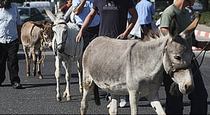 מחאה נגד מצעד התועבה בירושלים