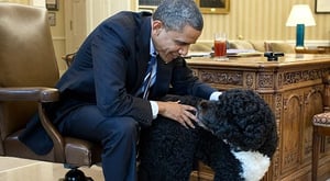 כלב נשיאותי