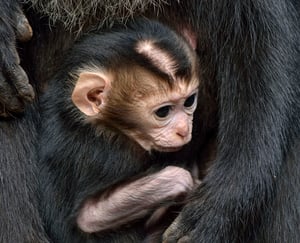 קוף חדש נולד