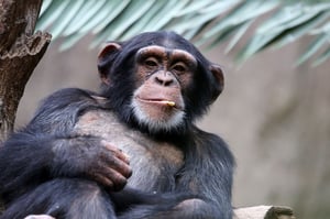 קוף (צילום אילוסטרציה: שאטר-סטוק)