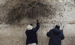 הכותל המערבי כשר לפסח • גלריה