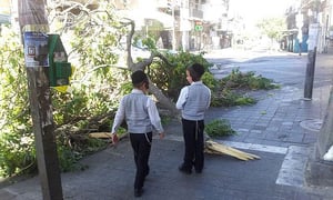 נס בכיכר השבת: עץ קרס בערב שבת, איש לא נפגע