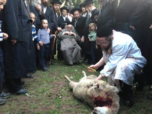30 יום קודם: כבש נשחט לגאב"ד קארלסבורג