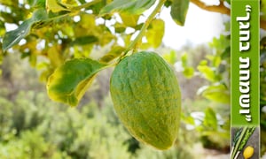 זה קלי ואנווהו: המדריך לעיצוב סוכה יפה