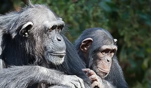 עתירה: להכיר בשימפנזים כבני אדם