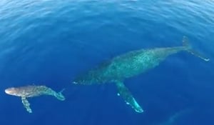 וידאו: מזל"ט תיעד לוויתנים מקרוב